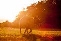 Portrait of a German Shepherd dog in the sunset Royalty Free Stock Photo