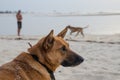 Portrait of beautiful German shepherd dog with collar and person in background at African beach during afternoon