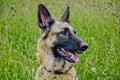 Portrait of a beautiful German shepherd dog lying green grass Royalty Free Stock Photo