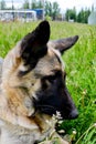 Portrait of a beautiful German shepherd dog lying on tall green grass Royalty Free Stock Photo