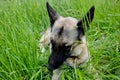 Portrait of a beautiful German shepherd dog lying on tall green grass Royalty Free Stock Photo