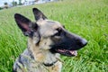 Portrait beautiful German shepherd dog lying on tall green grass on a summer day Royalty Free Stock Photo