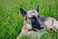 Portrait of a beautiful German shepherd dog lying on tall green grass Royalty Free Stock Photo