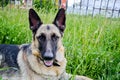 Portrait of a beautiful German shepherd dog lying on tall green grass Royalty Free Stock Photo