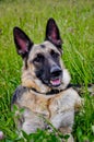 Portrait of a beautiful German shepherd dog lying on tall green grass Royalty Free Stock Photo