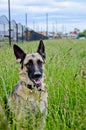 Portrait of a beautiful German shepherd dog lying on tall green grass on a summer day. Royalty Free Stock Photo