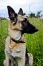 Portrait of a beautiful German shepherd dog lying on tall green grass on a summer day. Royalty Free Stock Photo