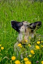 Portrait of a beautiful German shepherd dog lying on tall green grass Royalty Free Stock Photo