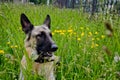 Portrait of a beautiful German shepherd dog lying on tall green grass, yellow colors Royalty Free Stock Photo