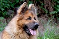 Portrait of a beautiful German Shepherd dog who guard the estate.