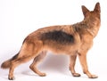 Portrait of a beautiful German Shepherd Royalty Free Stock Photo