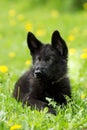 Portrait of a beautiful German shepherd puppy of black colour. l Royalty Free Stock Photo