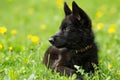 Portrait of a beautiful German shepherd puppy of black colour. l Royalty Free Stock Photo