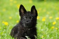Portrait of a beautiful German shepherd puppy of black colour. l Royalty Free Stock Photo