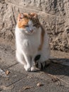 Portrait of beautiful ginger cat on asphalt. Red-headed cat.