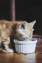 Cute ginger tabby striped kitten with blue eyes eating at home Royalty Free Stock Photo