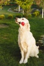 Portrait of a beautiful Golden Retriever dog. Concept beauty, softness, pedigree.