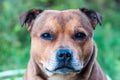 Portrait of beautiful golden staffordshire bull terrier outdoors in natural environments