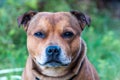 Portrait of beautiful golden staffordshire bull terrier outdoors in natural environments