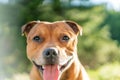 Portrait of beautiful golden staffordshire bull terrier outdoors in natural environments