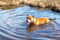 Portrait of beautiful golden staffordshire bull terrier outdoors in natural environments.