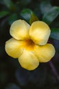 portrait of a beautiful golden trumpet flower in bright yellow Royalty Free Stock Photo