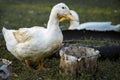 Beautiful goose on a farm