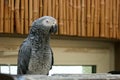 Portrait of beautiful gray African parrot in the zoo.