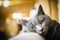 Portrait of a gray cat of chartreux breed at home