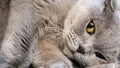 Portrait of beautiful gray cat close up. Cat with orange eays Royalty Free Stock Photo