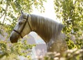 Portrait of a beautiful gray orlov horse breed in the leaves of trees in sunshine.