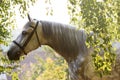 Portrait of a beautiful gray orlov horse breed in the leaves of trees in sunshine.