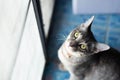 Portrait of a beautiful gray striped cat looking the camera with the green background. Cute cat enjoying his life outdoors. Funny