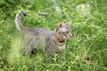 Portrait of a beautiful gray striped cat looking a way with the green background. Cute cat enjoying his life outdoors.