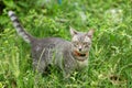 Portrait of a beautiful gray striped cat looking a way the camera with the green glass background. cat enjoying his life outdoors