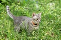 Portrait of a beautiful gray striped cat looking a way the camera with the green glass background. cat enjoying his life outdoors