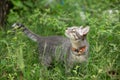 Portrait of a beautiful gray striped cat looking a way with the green background. Cute cat enjoying his life outdoors. Free space