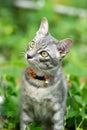 Portrait of a beautiful gray striped cat looking a way with the green background. Cute cat enjoying his life outdoors. Free space