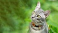 Portrait of a beautiful gray striped cat looking a way camera in green glass background. cat enjoying his life outdoors.