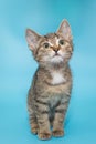 Portrait of a beautiful gray tabby kitten Royalty Free Stock Photo