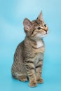 Portrait of a beautiful gray tabby kitten Royalty Free Stock Photo