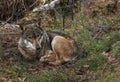 Portrait of beautiful gray wolf sitting in the wood, Abruzzo