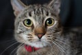 Portrait of a beautiful green-eyed gray cat with a red collar Royalty Free Stock Photo