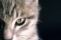 Portrait of a beautiful green eyes cat on a black background Royalty Free Stock Photo