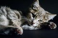 Portrait of a beautiful green eyes cat on a black background Royalty Free Stock Photo