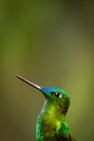 Portrait of beautiful green hummingbird