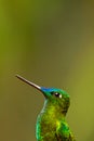 Portrait of beautiful green hummingbird