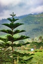 portrait of a beautiful and green pine tree with a view of the hills