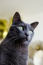 Portrait of beautiful grey cat with green eyes. Healthy and elegant cat with out of focus background. Image for veterinary clinics Royalty Free Stock Photo