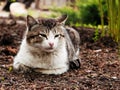 Portrait of a beautiful grey cat lying down on the ground resting and relaxing Royalty Free Stock Photo